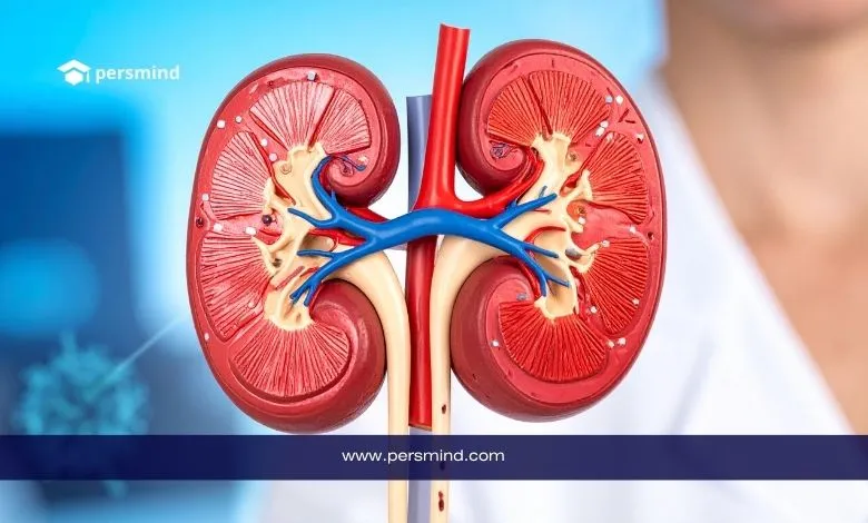 نموذج تشريحي للكليتين يُظهر الأوعية الدموية والأنسجة الداخلية، مع شعار Persmind في خلفية طبية – صورة لمقال منحة الجليلة للطب في الإمارات.