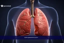 صورة توضيحية للرئتين والجهاز التنفسي – عرض تشريحي يعبر عن التخصصات الطبية ضمن منحة الجليلة للطب