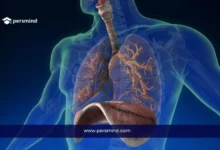 3D medical illustration of the human lungs and diaphragm with Persmind branding, used for the Hanyang University Medicine Scholarship article about studying medicine in South Korea.