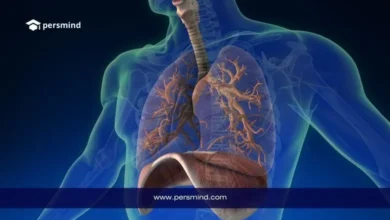 3D medical illustration of the human lungs and diaphragm with Persmind branding, used for the Hanyang University Medicine Scholarship article about studying medicine in South Korea.