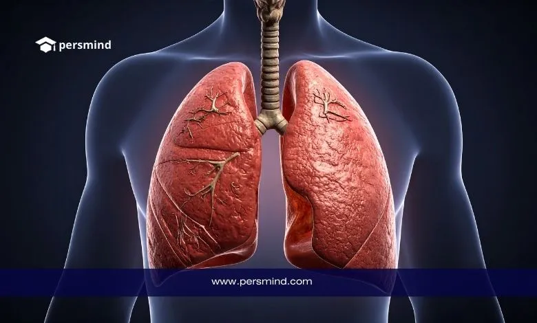 رسم تشريحي ثلاثي الأبعاد للرئتين داخل جسم الإنسان يوضح الجهاز التنفسي في دراسة الطب البشري