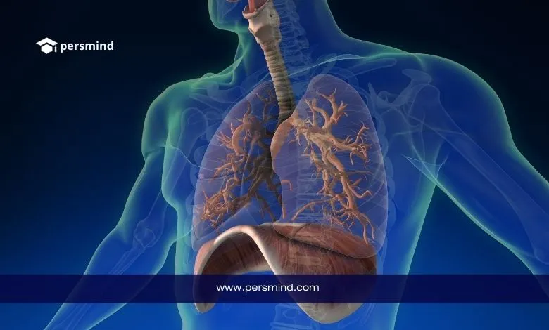 رسم تشريحي للجهاز التنفسي والرئتين داخل جسم الإنسان – صورة لمقال منحة دراسة الطب في جامعة هانيانغ بكوريا الجنوبية.