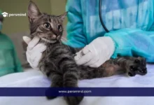 طبيب بيطري يفحص قطة بسماعة داخل عيادة بيطرية ضمن سياق دراسة تخصص الطب البيطري.