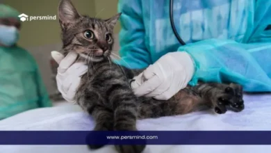 طبيب بيطري يفحص قطة بسماعة داخل عيادة بيطرية ضمن سياق دراسة تخصص الطب البيطري.